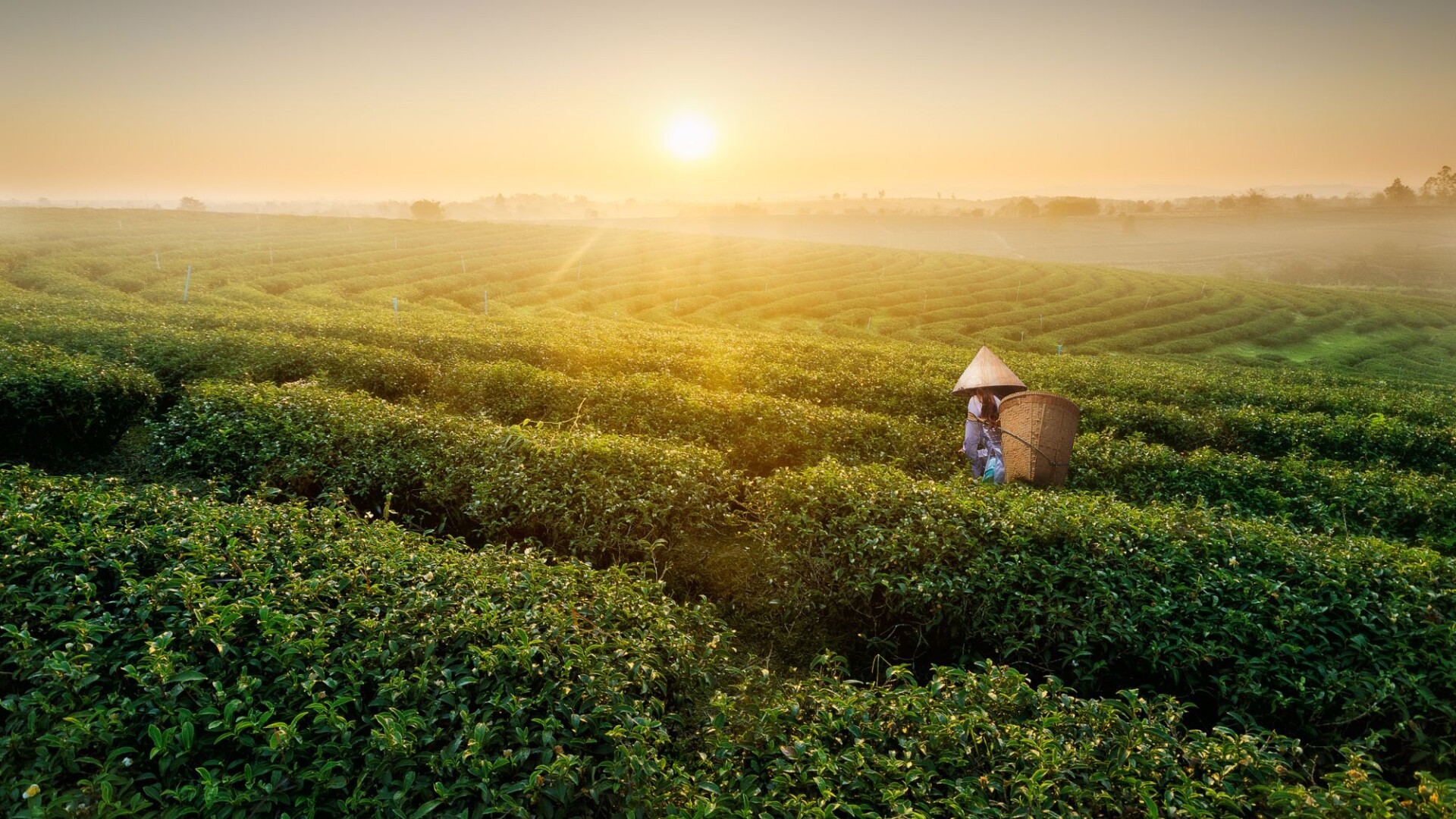 baristea-tea-plantation